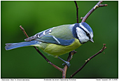 Bleimeise - Blaumeise