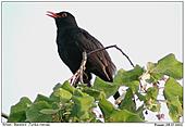 Amsel - Amselgesang