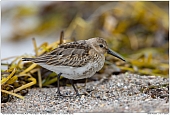 Alpenstrandläufer - Alpenstrandläufer am Strand