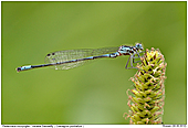 Fledermaus-Azurjungfer - Fledermaus-Azurjungfer