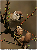 Feldsperling - Feldsperling an Lärche