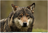 Grauwolf - Grauwolf