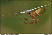 Herbstspinne - Herbstspinne mit Beute