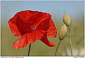 Klatschmohn - Klatschmohn