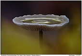 Langstieliger Knoblauchschwindling - Feuchtbiotop im Pilz