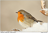 Rotkehlchen - Rotkehlchen im Schnee