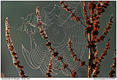 Spinnennetz - Spinnennetz am Morgen