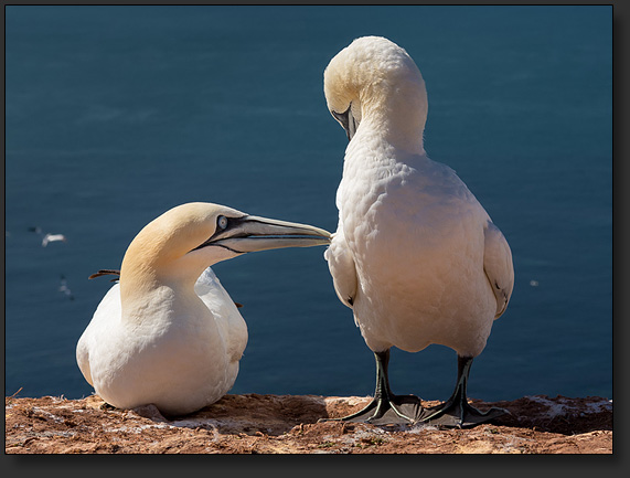 Basstoelpel auf Helgoland