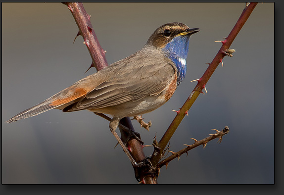 Blaukehlchen - fotografiert ohne Tarnung direkt am Wanderweg