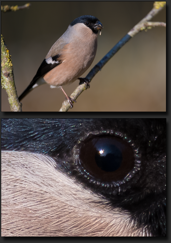 Dompfaff - Weibchen, mit Hilfe der Fokuspeaking Funktion fotografiert
