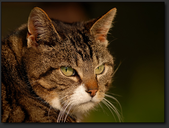 Tieraugen-AF bei der Nikon Z7