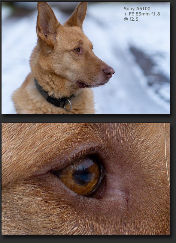 Portrait eines Hundes und Bildauschnitt Auge des Hundes