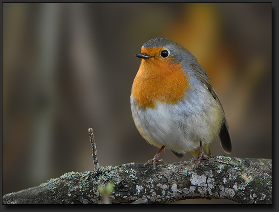 Singvogel Portrait