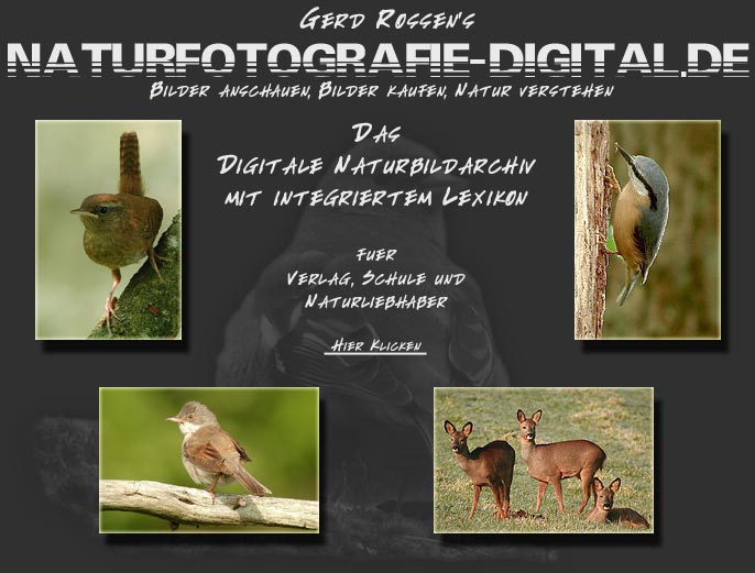 Naturfotografie-Digital