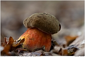 Flockenstieliger Hexenröhrling - Flockenstieliger Hexenröhrling