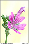 GR10/GRMAL220609-0048
