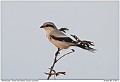 GR10/GRRAUB021011-4593