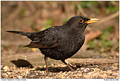Amsel - Amsel - Mnnchen