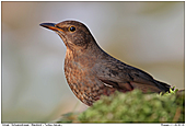 Amsel - Amsel - Weibchen