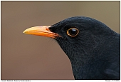 Amsel Mnnchen - Portrait einer Amsel