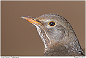 Amsel - Amsel - Portrait