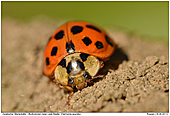 Asiatischer Marienkäfer - Asiatischer Marienkäfer
