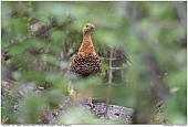 Auerhuhn - Auerhenne