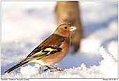 Buchfink - Buchfink im Schnee