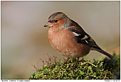 Buchfink - Buchfink Mnnchen im Moos