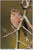 Buchfink - Buchfink im Weißdorn