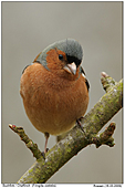 Buchfink - Buchfink - Männchen