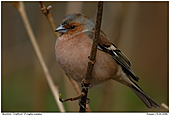 Buchfink - Buchfink - Männchen