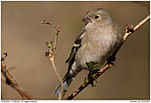 Buchfink - Buchfink - Weibchen