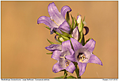 Bleitblttrige Glockenblume - Bleitblttrige Glockenblume