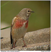 Bluthänfling - Bluthänfling