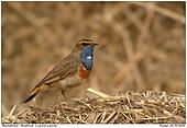 Blaukehlchen - Blaukehlchen