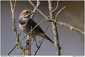 Blaukehlchen - Blaukehlchen