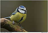 Blaumeise - Blaumeise