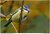 Blaumeise - Blaumeise im Herbst