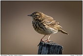 Baumpieper - Baumpieper auf Weidezaunpfahl