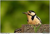 Buntspecht - Am Futterhaus