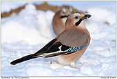 Eichelhher - Eichelhher im Schnee