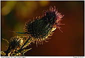 Echte Kratzdistel - Echte Kratzdistel