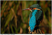 Eisvogel - Eisvogel auf Ansitz