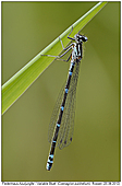 Fledermaus-Azurjungfer - Fledermaus-Azurjungfer Weibchen