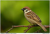 Feldsperling - Feldsperling