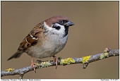 Feldsperling - Feldsperling