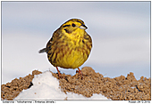 Goldammer - Goldammer auf Maulwurfshgel im Schnee