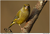 Grünfink - Grünfink - Männchen