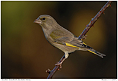Grnfink - Grnfink Weibchen auf Brombeerranke 